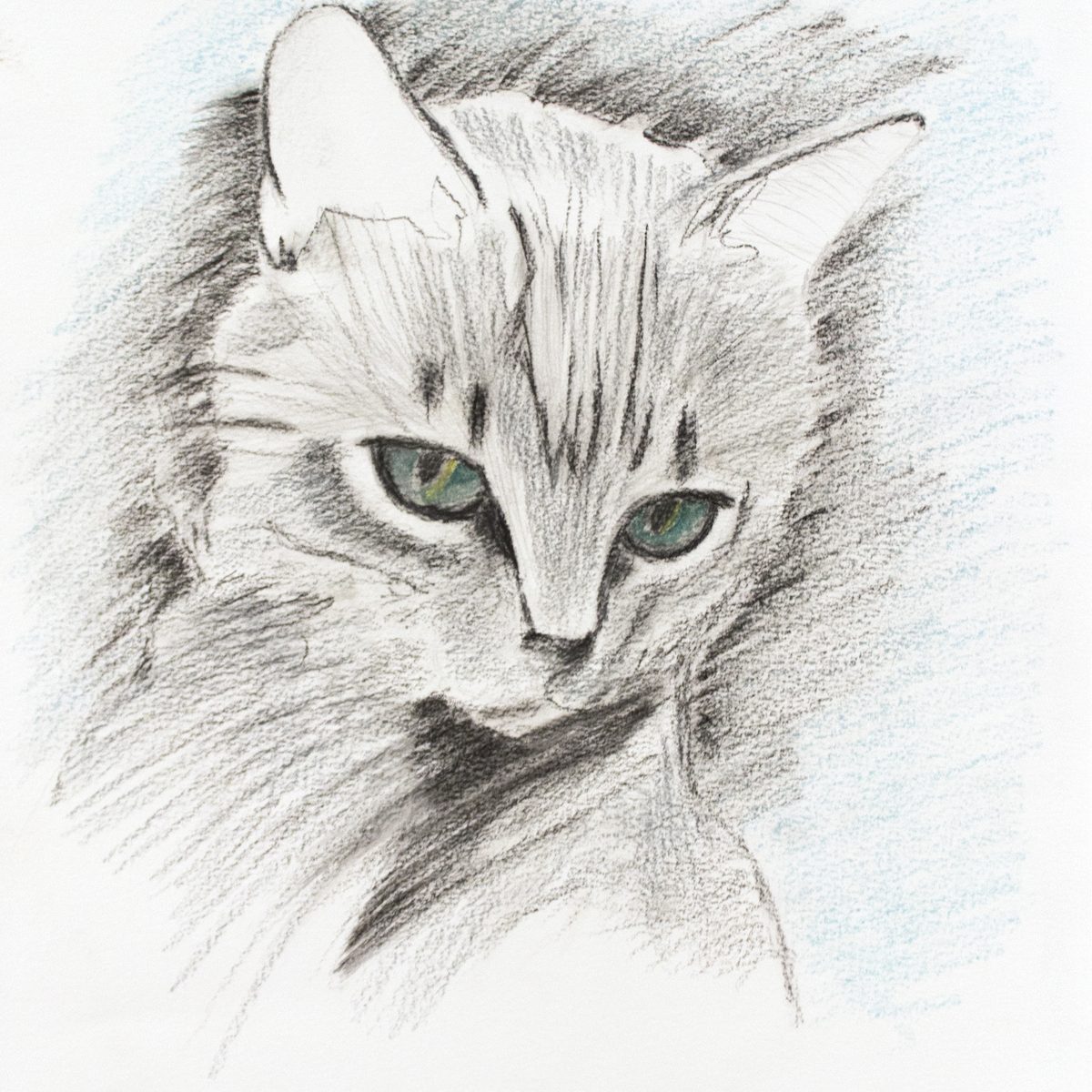 Disegni